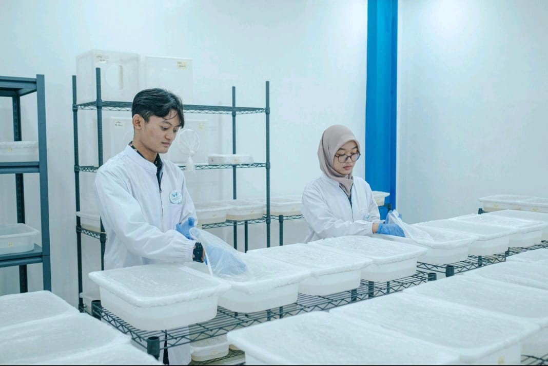 Fasilitas produksi telur nyamuk ber-Wolbachia